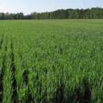 Hard white winter wheat growing in North Carolina in 2010. (Dave Marshall photo courtesy ARS/USDA)