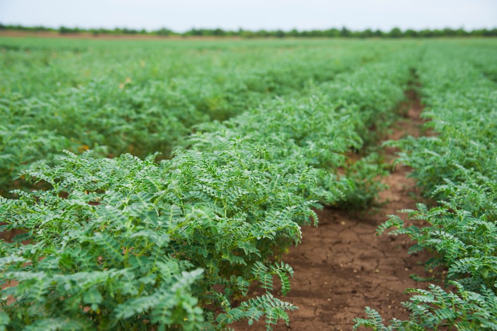 Chickpeas. (Grigorenko/iStock/Getty Images Plus)
