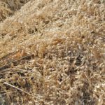 Photo: Prairie Oat Growers Assoc.