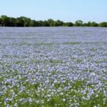 Eight tips for growing flax