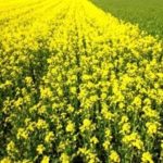 Eight tips to run your own crop trials