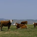 (Photo courtesy Canada Beef Inc.)
