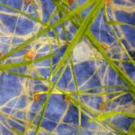 Poorly-treated wheat seed, inoculated with f. graminearum. Photo: Lisa Guenther