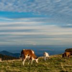 (MDurson/iStock/Getty Images)