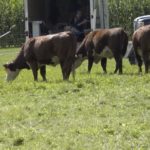 Cattle management and pasture rotation with Gallagher’s Jack Kyle – AGDealerTV