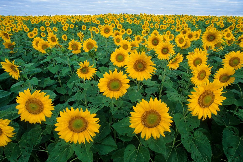 (Bruce Fritz photo courtesy ARS/USDA)

