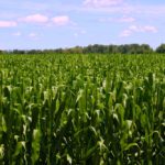 Southern Ontario’s farmland prices have jumped, despite stagnant crop prices. (John Greig photo)