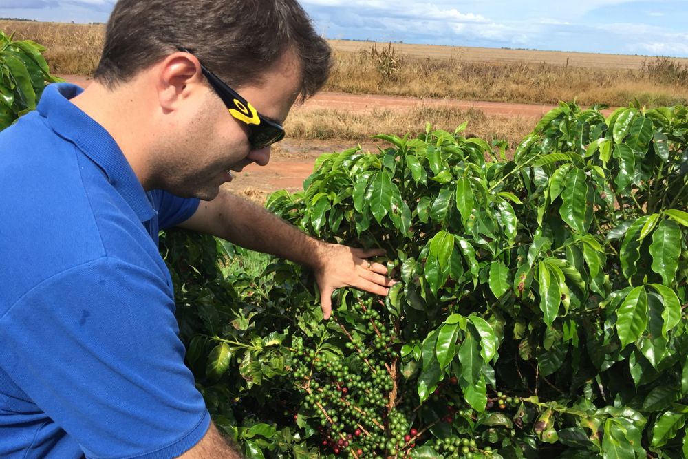 A coffee planter shows his coffee plantation in a farm in Sao Desiderio, Bahia state, Brazil on March 21. (Photo: Reuters/Roberto Samora)
