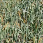 Stripe rust overwintered further north than usual going into the 2016 growing season, Cargill’s Linda Freitag said at SWAC. (OMAFRA photo)