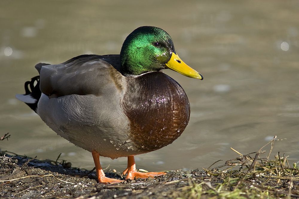 A male mallard duck. (Alain Carpentier photo/Wikimedia Commons)
