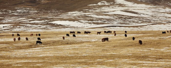 (Canada Beef Inc. photo)

