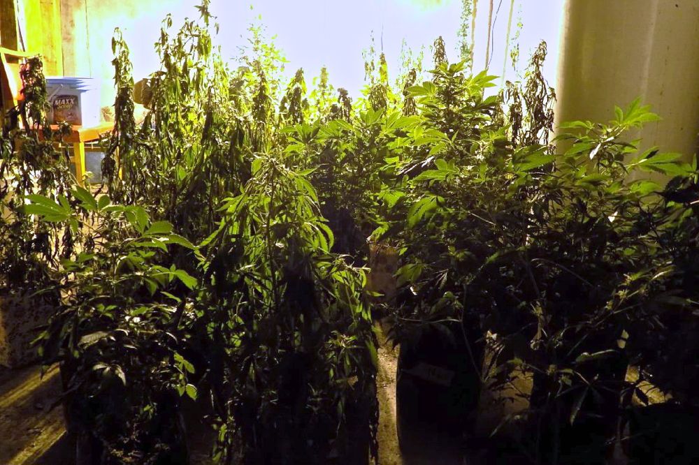 Plants seized at an illegal grow op in the RM of Fisher, Man. in February. The proposed federal Cannabis Act would limit home production of cannabis to four plants per residence at a maximum height of 100 cm per plant. (Photo courtesy Fisher Branch/Peguis RCMP)
