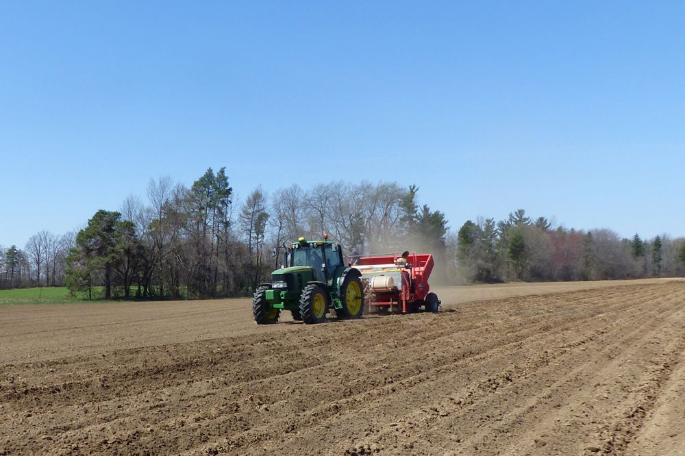 Planting in the Delhi region on April 18. (Supplied photos)
