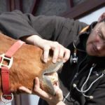 A veterinary examination of a horse. (AlbertaAnimalHealthSource.ca)
