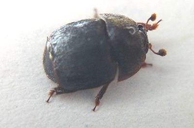 An adult small hive beetle. (Omafra.gov.on.ca)
