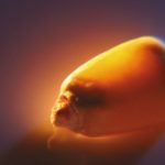 U.S. grains: Corn up nearly 2 pct on short-covering; soy, wheat climb