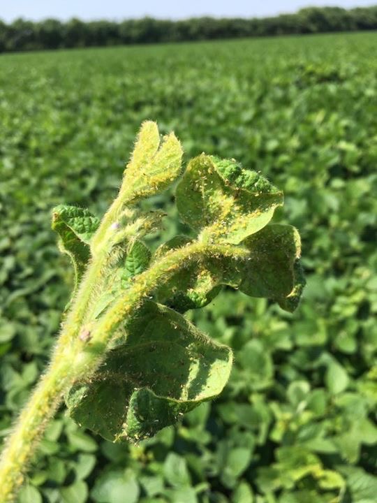 Soybean aphids in a field near Portage la Prairie photographed July 26, 2017. Photo: Taralea Simpson, Munro Farm Supplies
