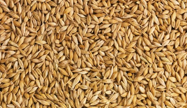 Malt barley outlook promising, but harvest quality will be key
