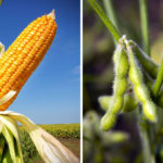 Soybean, corn market futures await USDA data