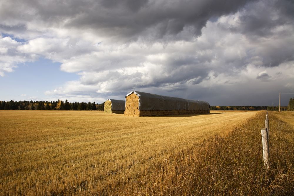 (Photo courtesy Canada Beef Inc.)
