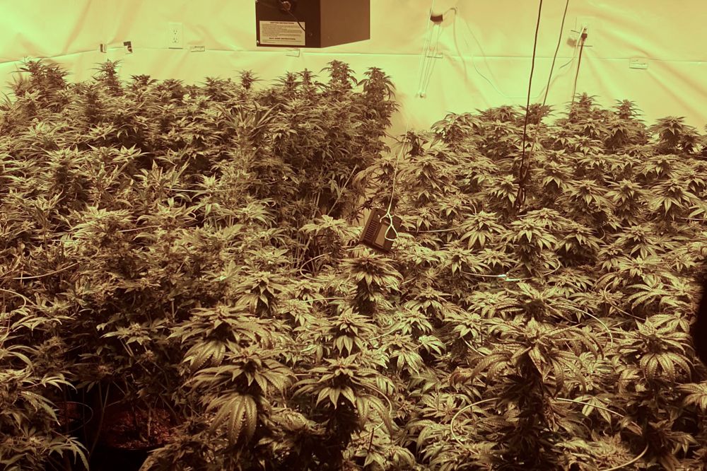 A illegal marijuana grow operation in the RM of Rockwood, east of Balmoral, Man., in June 2017. (Photo courtesy Stonewall RCMP)
