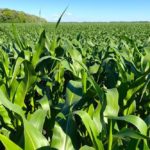 A corn crop in the RM of St. Andrews in Manitoba’s Interlake region on July 5, 2018. (Greg Berg photo)
