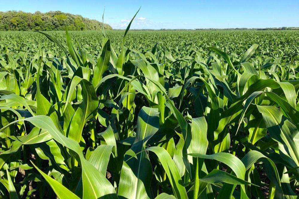 A corn crop in the RM of St. Andrews in Manitoba’s Interlake region on July 5, 2018. (Greg Berg photo)
