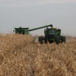 Ontario’s corn yields surprisingly large