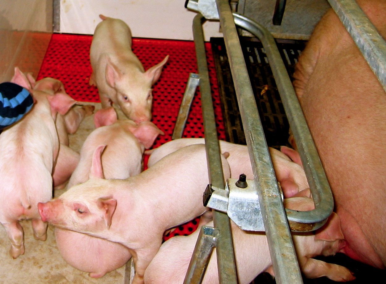 Governments tout existing programs for hog farmer aid