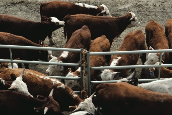 Canadian feeder cattle exports seen surging after Tyson move