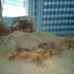 Grain that’s gone mouldy in storage. (Photo courtesy AAFC Cereal Research Centre/U of M)