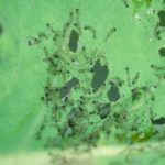 Bertha armyworm. (Photo courtesy Canola Council of Canada)
