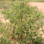 It’s assumed almost all kochia in Manitoba is already resistant to Group 2 herbicides, which will make glyphosate-resistant kochia that much tougher to control in crops such as, say, Roundup Ready soybeans. (Canola Council of Canada file photo)