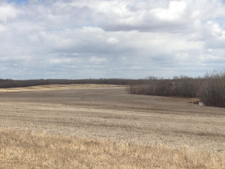 A field awaits action near Livelong, Sask., about 110 km east of Lloydminster. (Lisa Guenther photo)
