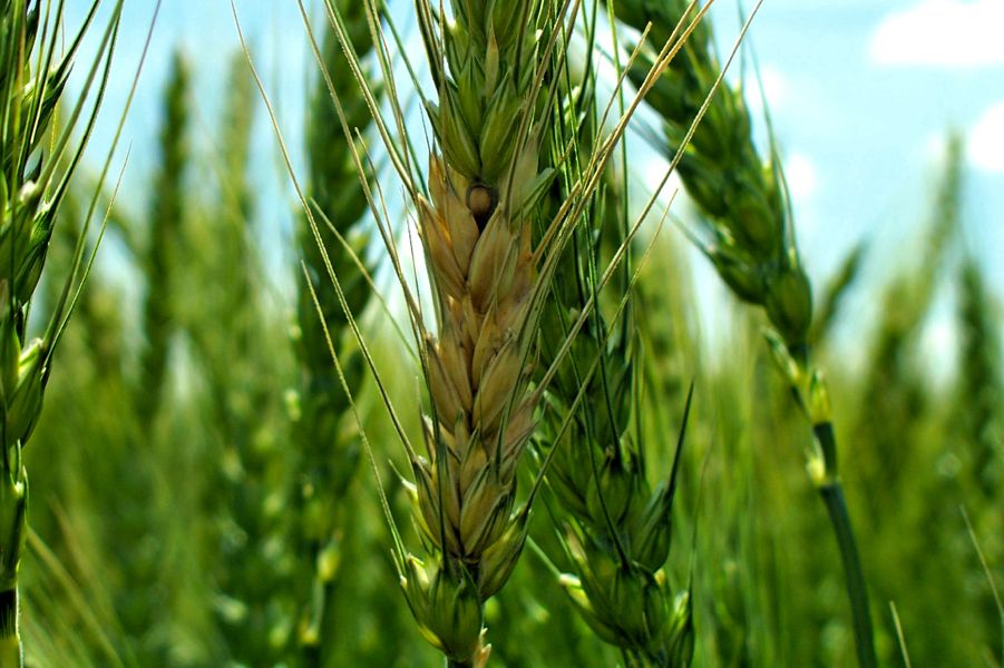Whether to spray for fusarium: flowering period is key
