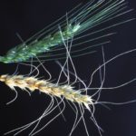 A new biocontrol is proposed to use fungal microbes to prevent healthy wheat heads (top) from damage by fusarium head blight (bottom). (Keith Weller photo courtesy ARS/USDA)