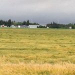 Heavy rain over the weekend of Aug. 23 left some crops lodged, such as this field of wheat near Altamont, Man. (Manitoba Co-operator photo by Allan Dawson)
