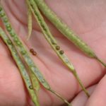 Speckled pods are a sign of light or moderate frost damage. (Canola Council of Canada photo)