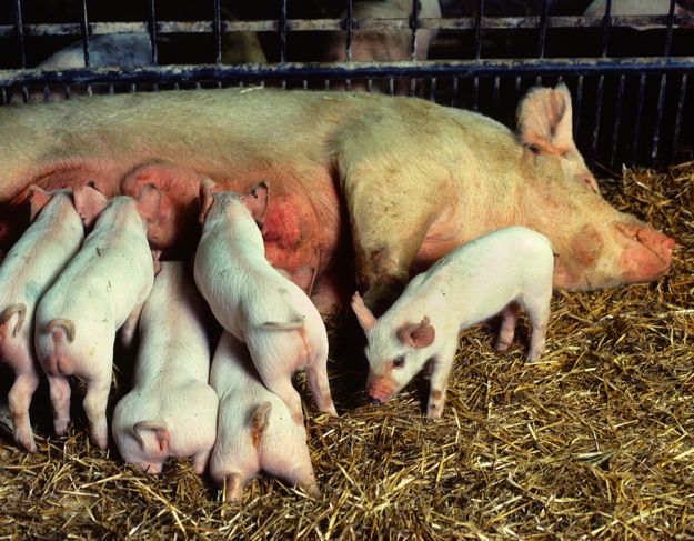 (Photo courtesy ARS/USDA)
