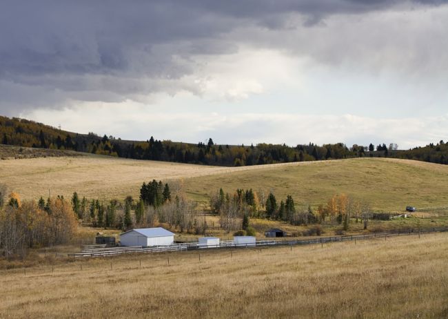 Land in short supply has left “well-financed” Alberta farmers ready to make a deal on short notice, Re/Max reports. (Photo courtesy Canada Beef Inc.)
