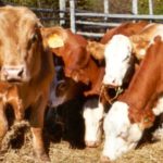 U.S. livestock: CME live cattle finish down, but off session lows