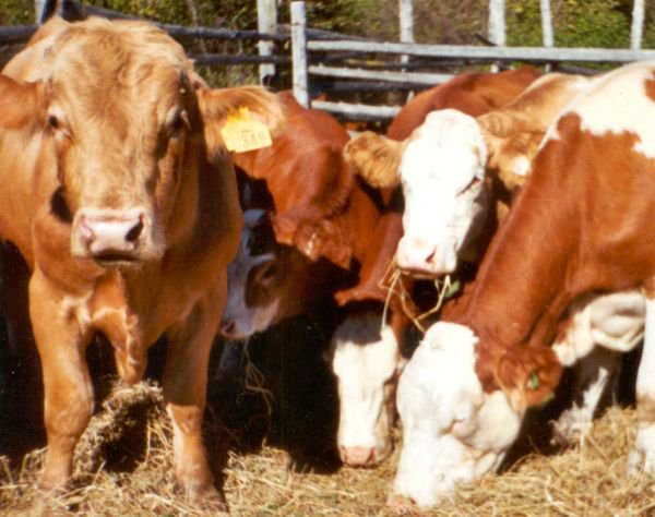 U.S. livestock: CME live cattle finish down, but off session lows