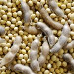 U.S. grains: Wheat, corn close firm on technical buying; soybeans slip