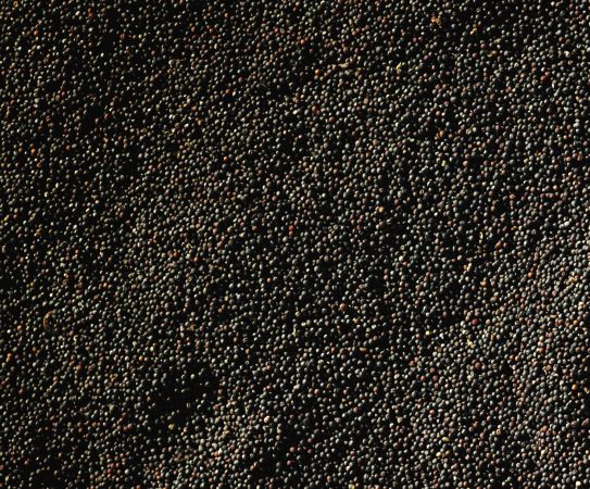 CWB Expects Higher Returns For Canola, Wheat And Durum