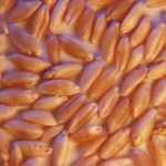 Russian grain exporters stop buying