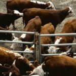 Klassen: Feeder cattle market becomes extremely vulnerable