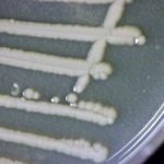 (Photo courtesy Canada Beef Inc.)
