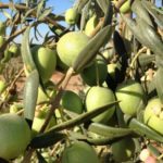 (University of California-Davis Olive Center photo courtesy ARS/USDA)
