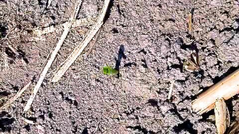 An early-seeded corn plant peeks out of the ground at Morewood, Ont., southeast of Ottawa. (Glenn Smirle photo)
