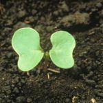 Canola at the cotyledon stage. (Photo courtesy Canola Council of Canada)